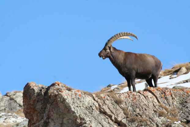 Fauna delle Alpe